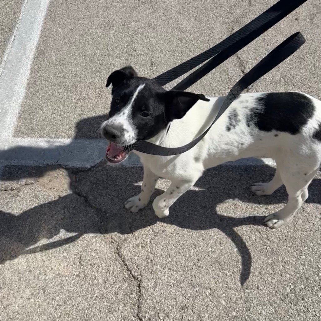 Sue outside on a leash with a happy playful expression thumbnail