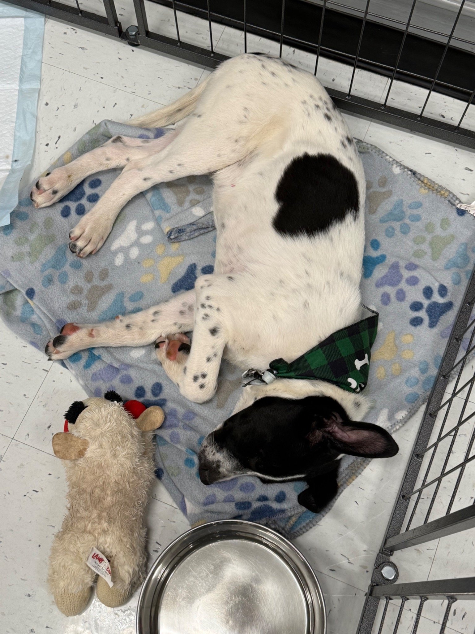 Sue relaxing with his spotted coat and bandana thumbnail
