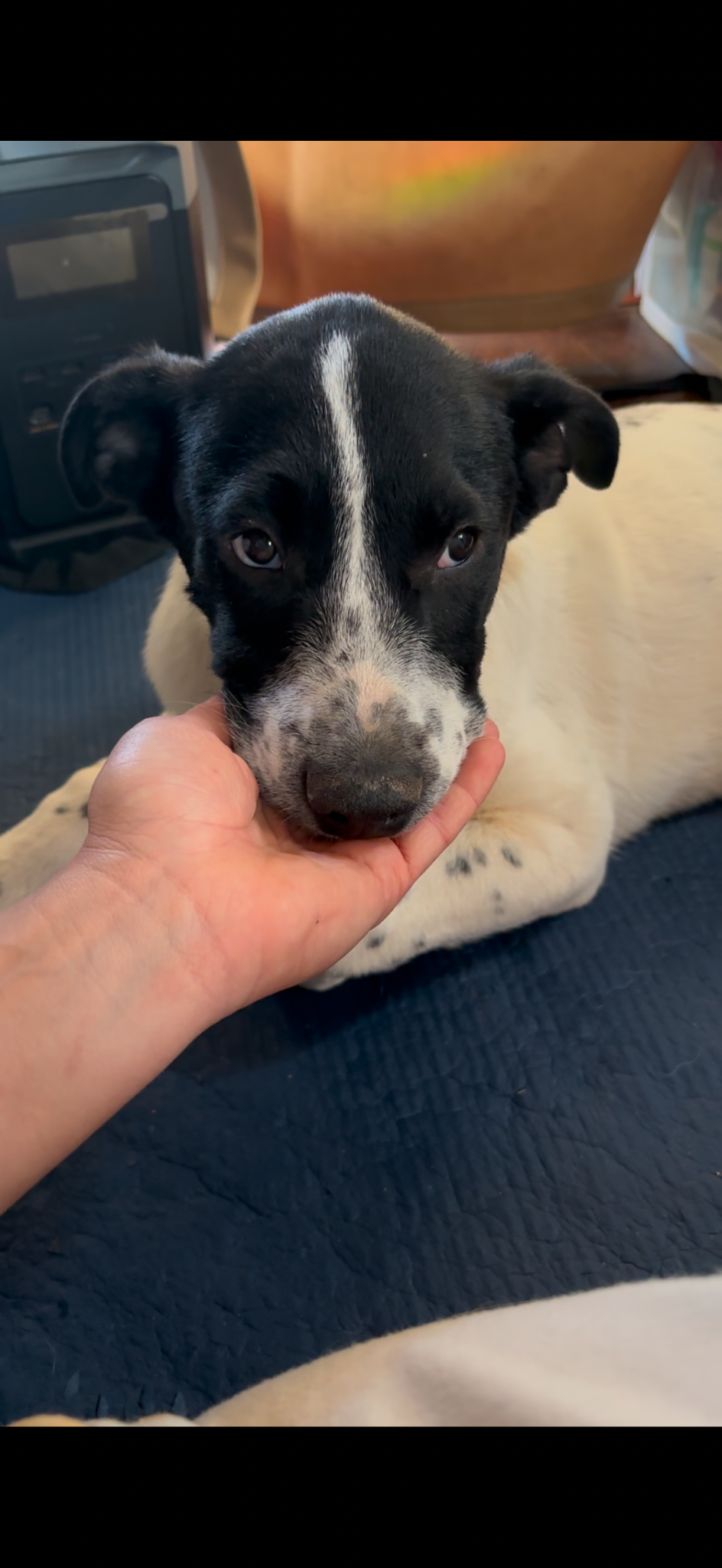 Sue lying down with his stuffed toy thumbnail